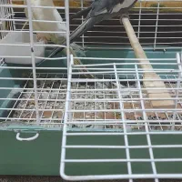 عروس هلندی|پرنده|بردسیر, |دیوار