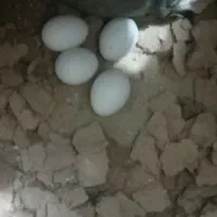 عروس هلندی