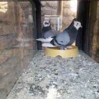 کبوتر شازده سبز|پرنده|نمین, |دیوار