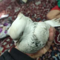 کبوتر|پرنده|میبد, |دیوار