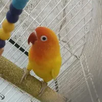 طوطی کوتوله نر