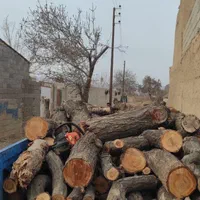 قطع درخت ،هرس،خرید انواع چوب و درخت|خدمات باغبانی و درختکاری|شاهرود, |دیوار
