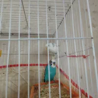 مرغ عشق جفت|پرنده|خواف, |دیوار