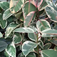 انواع فیکوس ، بنجامین ، دیفن|گل و گیاه طبیعی|مشکیندشت, |دیوار