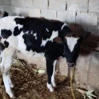 چهارعدد گوساله دوتا نر دوتا ماده|حیوانات مزرعه|کوهدشت, |دیوار