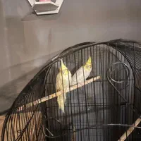 فروش جفت عروس هلندی لوتینو رو تخم