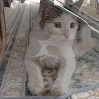 واگذاری گربه خانگی ماده