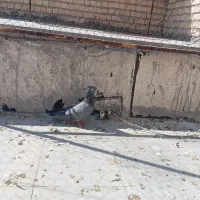 کفتر یا کبوتر|پرنده|مرودشت, فاز دوم شهرک فرهنگیان|دیوار