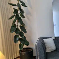 گل طبیعی فیکوس