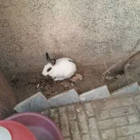 تعداد ۸خرگوش نروماده دوتاش جفته مابقی بچه هاش|موش و خرگوش|کرج, کیانمهر|دیوار