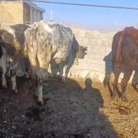 گاو ابستن سر پستان