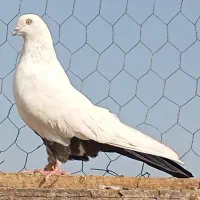 کبوتر پرش و خوش خال