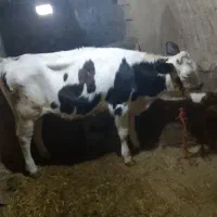 گوساله