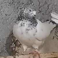 کبوتر|پرنده|مهران (ایلام), |دیوار