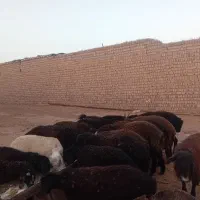 ۱۰۰ تا بره نروماده و۲۰میش جوان|حیوانات مزرعه|ساوه, |دیوار