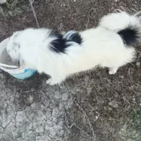 سگ پاکوتاه اشیتزنر زیبا