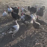 بوقلمون نر وماده|حیوانات مزرعه|کرمانشاه, |دیوار