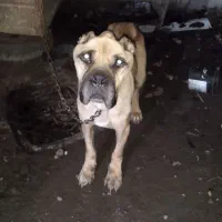 یه سگ عالی ونژاد دار