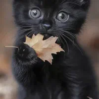 بچه گربه مشکی میکس