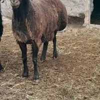 چیدن پشم گوسفند یاهمون بری کردن