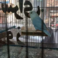 برزیلی (مارال) جوان