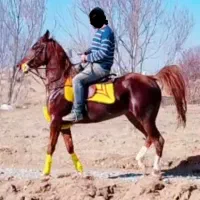 مادیان کره سهیل حیدر