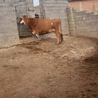 گاو سویسی ابست