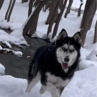 واگذاری رایگان سگ هاسکی|سگ|مشهد, الهیه|دیوار