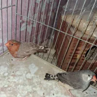 فنچ فول اورنج هاف اورنج پرنده خانگی|پرنده|بوشهر, |دیوار