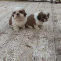 واگذاری شیدزو|سگ|لاهیجان, آهندان|دیوار