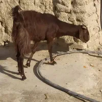 بز دوقلو زا با بچه هاش|حیوانات مزرعه|سراوان, |دیوار