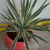 گل وگلدان|گل و گیاه طبیعی|آبادان, |دیوار