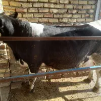 فروش گاو با گوساله