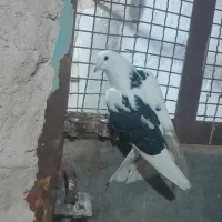 کبوتر پرشی|پرنده|رزن, |دیوار