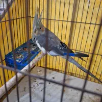 عروس هلندی دونخور