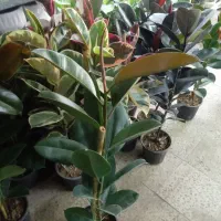 گل گلخانه|گل و گیاه طبیعی|ارومیه, |دیوار