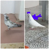 دو عدد کبوتر .کفتر نر و ماده بالغ