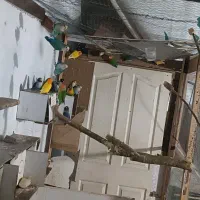 انواع کوتوله بهمراجوجه وتخم دلیل جابجایی فروش فوری|پرنده|ایرانشهر, |دیوار