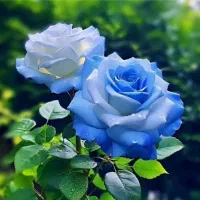 شاگرد گلفروشی|استخدام خدمات فروشگاه و رستوران|تبریز, |دیوار