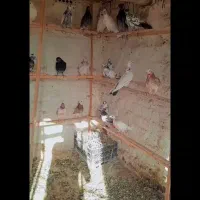 کفتر پرشی|پرنده|کاشان, راوند|دیوار