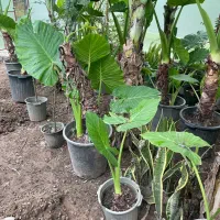 بابا آدم|گل و گیاه طبیعی|آستانه اشرفیه, |دیوار