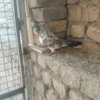 کفتر دم سفید