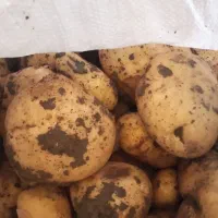 سیب زمینی فروشی