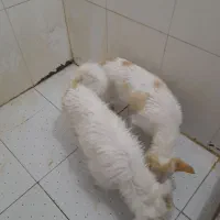 پاپی خوش رنگ و نژاد دار|سگ|ساوه, |دیوار