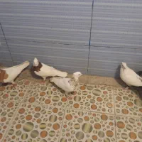 رنگی درجه یک