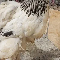 خروس  برهما