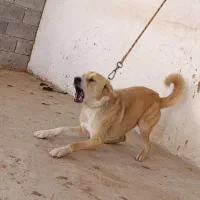 سگ گله|سگ|شیراز, قصرالدشت|دیوار