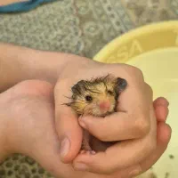 همستر|موش و خرگوش|شیراز, ریشمک|دیوار