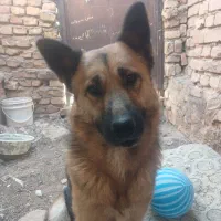 سگ ژرمن|سگ|رفسنجان, |دیوار