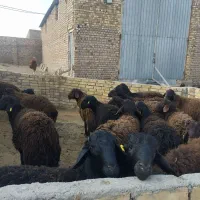 فروش بره نر